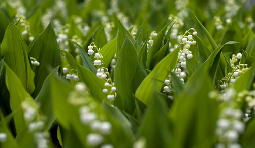 私たちが暮らす砂川市の花「すずらん」花言葉は愛を届ける幸福の再来です。